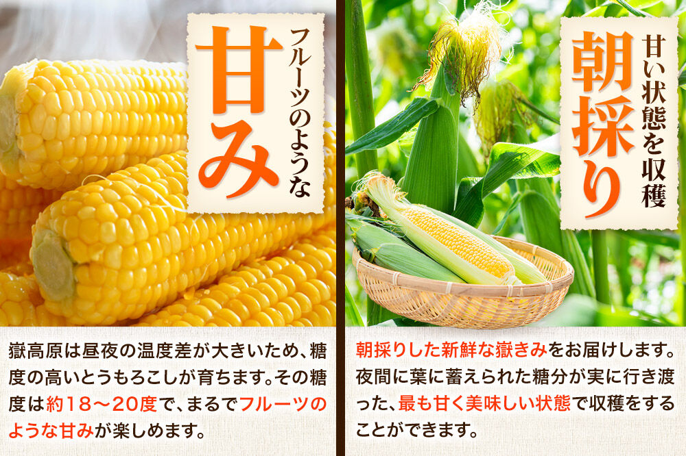 【26年7月〜発送】とうもろこし 朝採り 嶽きみ（だけきみ） 10本 L〜2Lサイズ 冷蔵 青森県 弘前市 [とうもろこし 朝採り 嶽きみ だけきみ 冷蔵 高糖度]