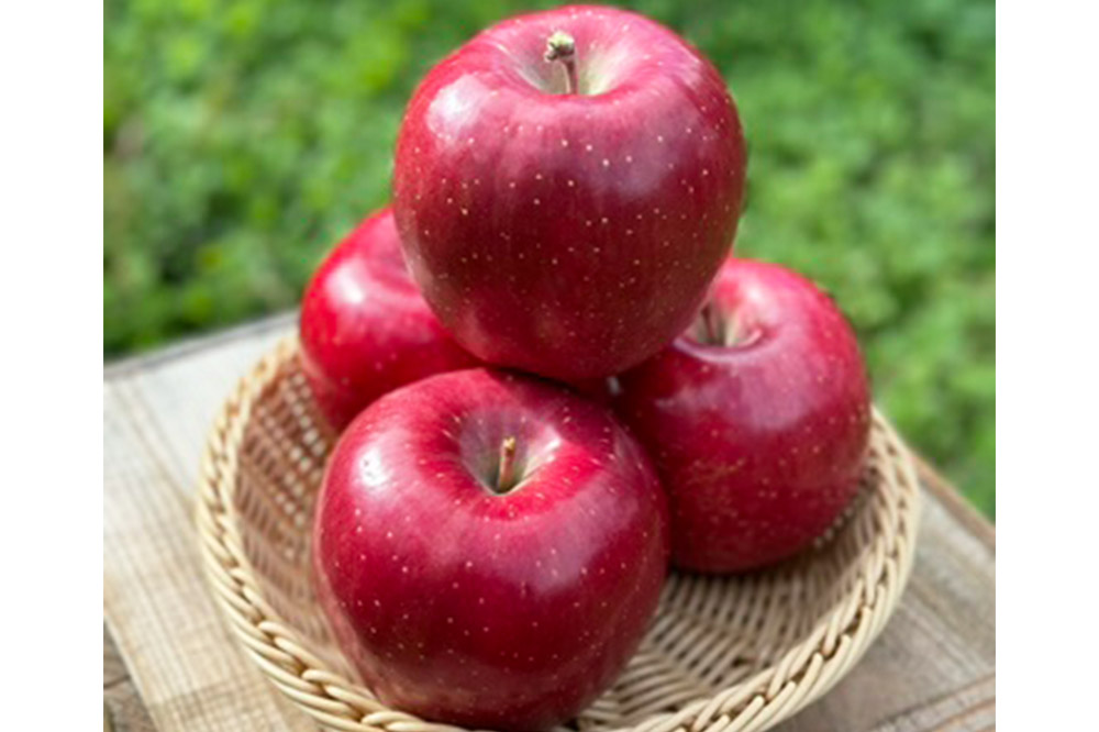 りんご 權之丞 葉とらずりんご コスモふじ 家庭用約5kg【弘前市産・青森りんご】