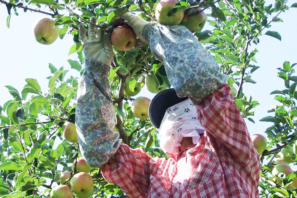 【寄附金額見直しました】【26年4月〜5月クール便発送】りんご 葉とらず サンふじ【訳あり】約2.7kg【スマートフレッシュ加工】青森 果物 フルーツ 林檎 リンゴ くだもの 不揃い 規格外 [アップル 産地直送 クール便 スマートフレッシュ 青森県 弘前市]