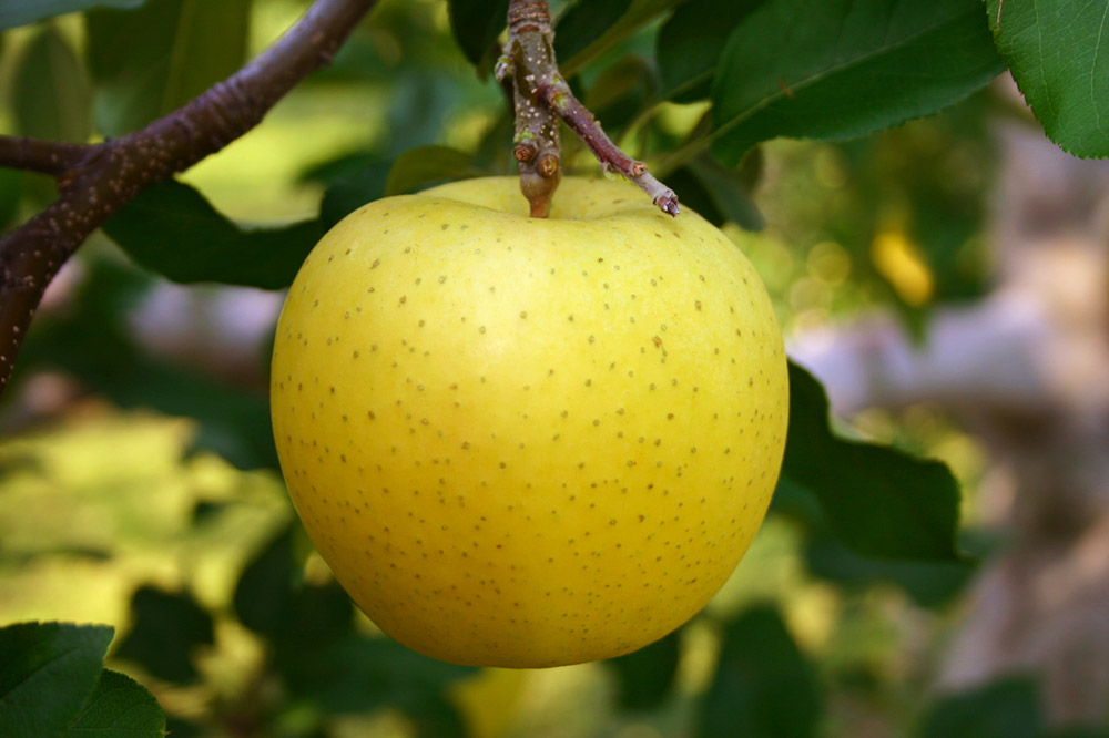 蠑俶棡繧ェ繝ェ繧ク繝翫Ν蜩∫ィョ繧キ繝シ繝峨Ν 2遞ョ鬘槭そ繝繝 500mlテ2譛ャ
