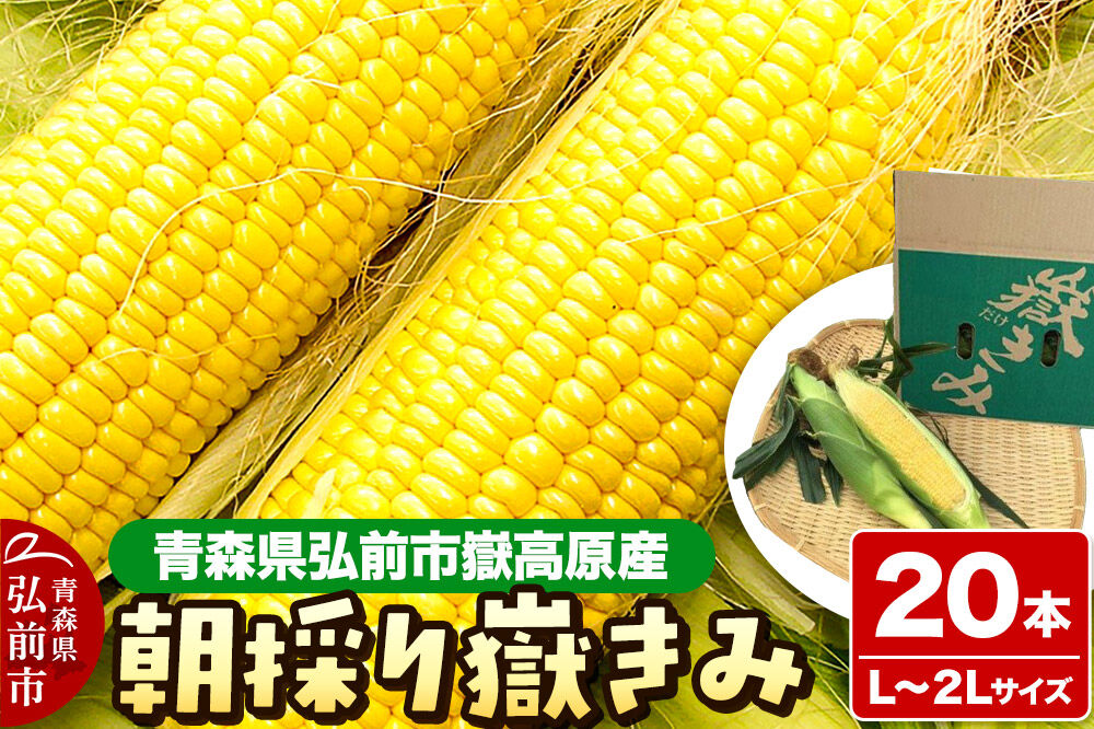 【26年8月下旬〜クール便発送】とうもろこし【先行受付】朝採り嶽きみ 20本（L〜２Lサイズ）弘前市嶽高原産 [先行予約 おいしい お野菜 コーン だけきみ とうもろこし ひろさき ブランド もろこし やさい 健康 弘前 青森 美味 野菜 嶽きみ]