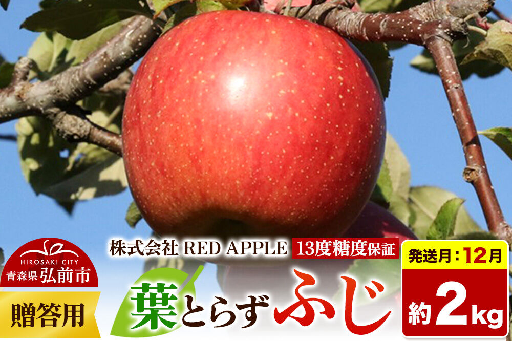 【26年12月上旬〜発送】りんご 葉とらずふじ【贈答用】約2kg 13度糖度保証 先行受付 [りんご 葉とらず ふじ 贈り物 贈答用 お歳暮 お中元 ギフト プレゼント 糖度 果実 果物 赤 林檎 アップル 美味 おいしい 青森県 弘前市 REDAPPLE]