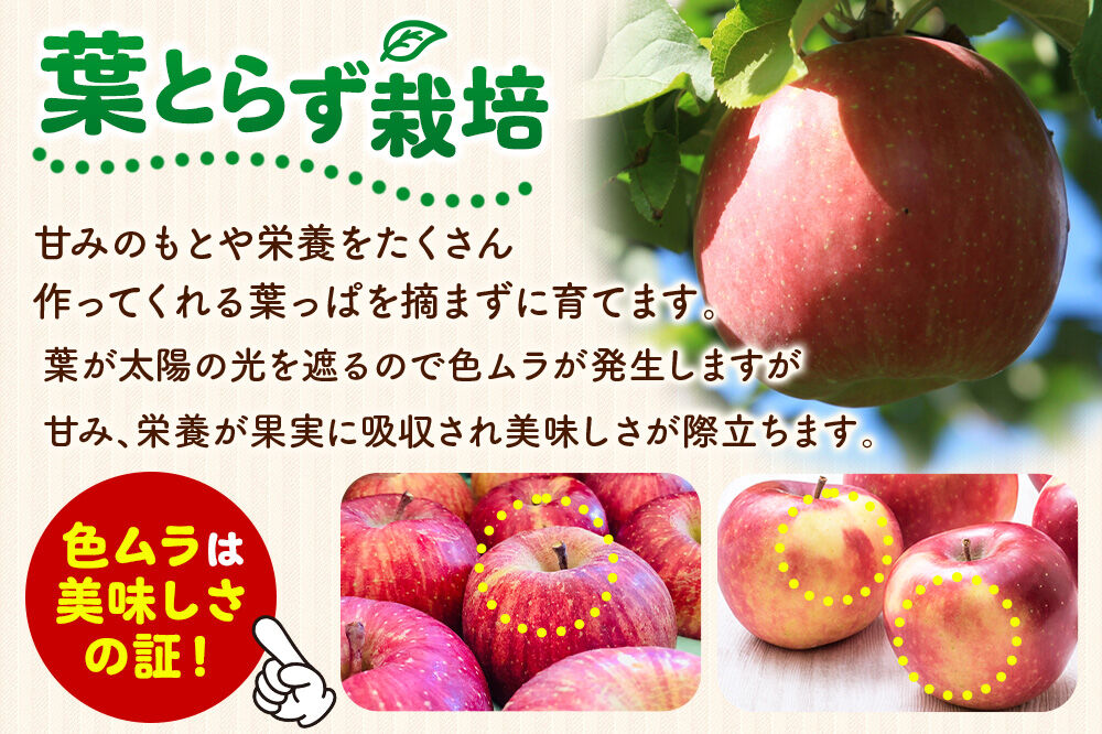【26年12月発送】りんご 葉とらず サンふじ【家庭用】約10kg 糖度13.5度以上 先行受付 青森県 弘前市 果物 フルーツ 林檎 リンゴ くだもの 不揃い 規格外 [先行予約 産地直送 アップル おいしい 果実 美味 甘い 赤色]
