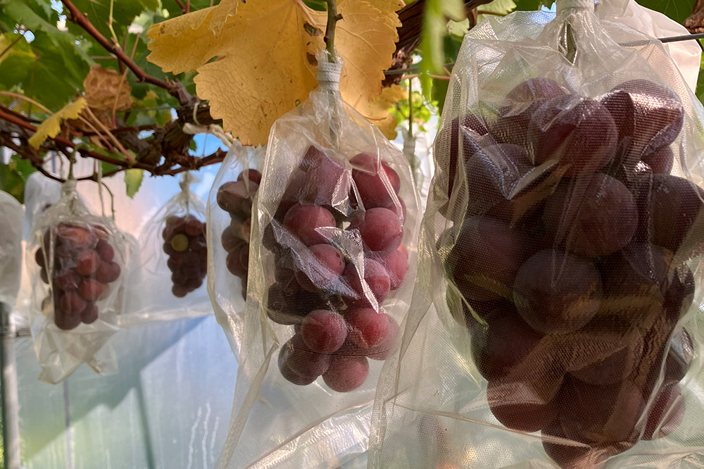 【26年9月〜発送】 【訳あり】 クインニーナ 1kg【先行受付】 ぶどう フルーツ 果物 ブドウ 葡萄 グレープ くだもの 産地直送