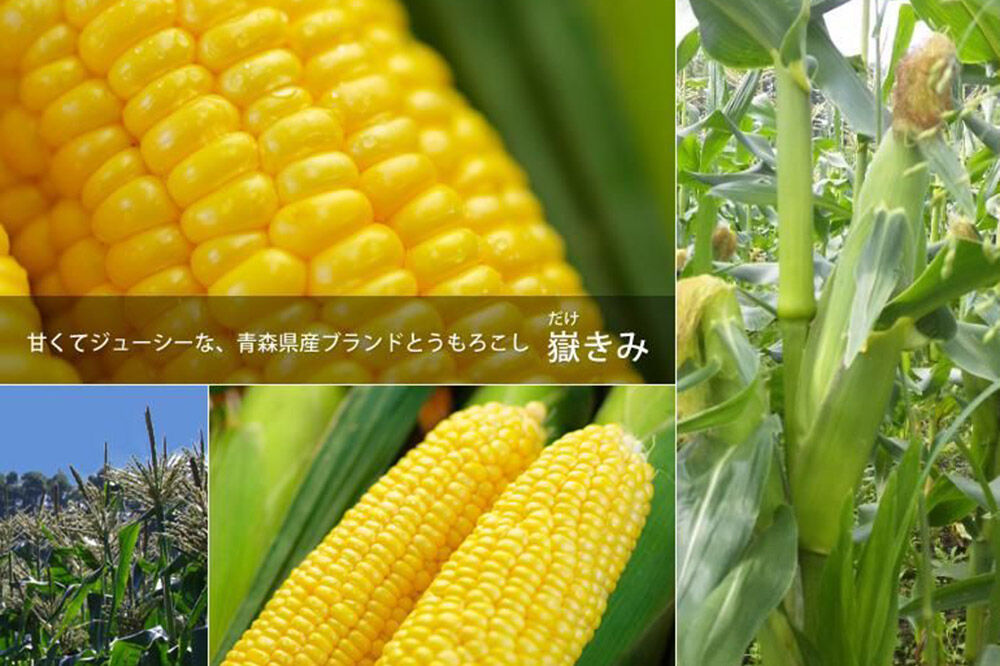 【寄附金額見直しました】とうもろこし 嶽きみ真空パック 10本セット（L〜2Lサイズ）