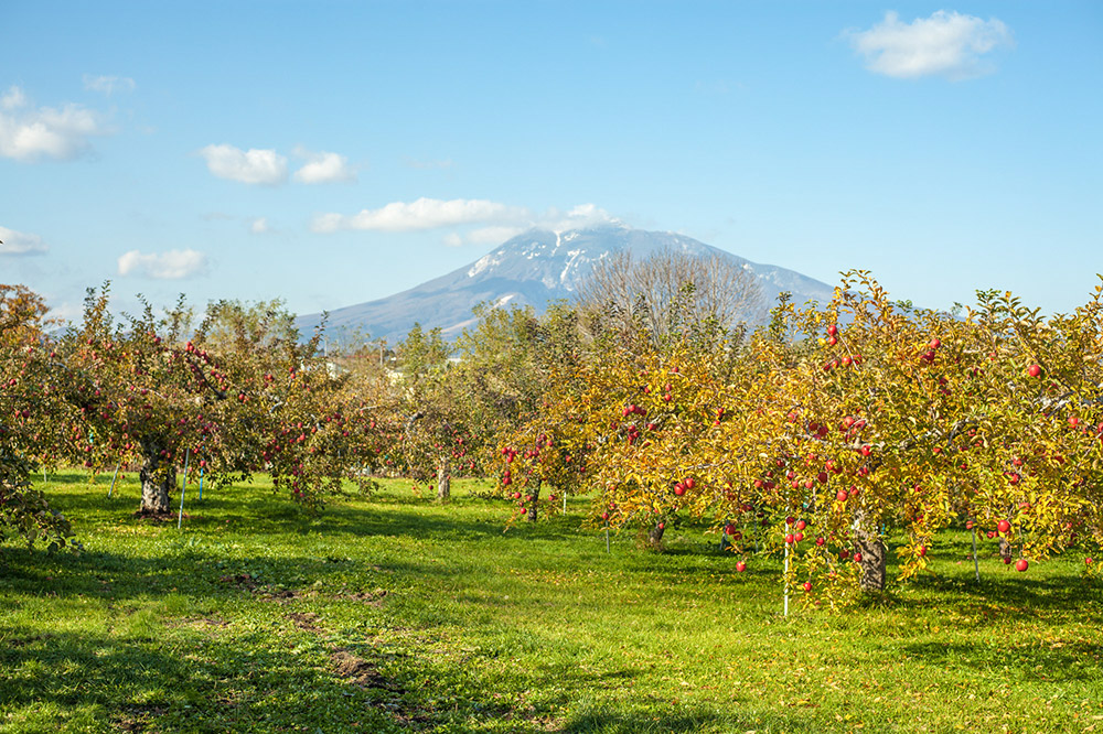 æªæ¥ãè²ãŠããããã®ãé
ããã«ã«ã·ãŒãã« 330mlÃ6æ¬ ãé
鿣® åŒå ææª ãªã³ãŽ