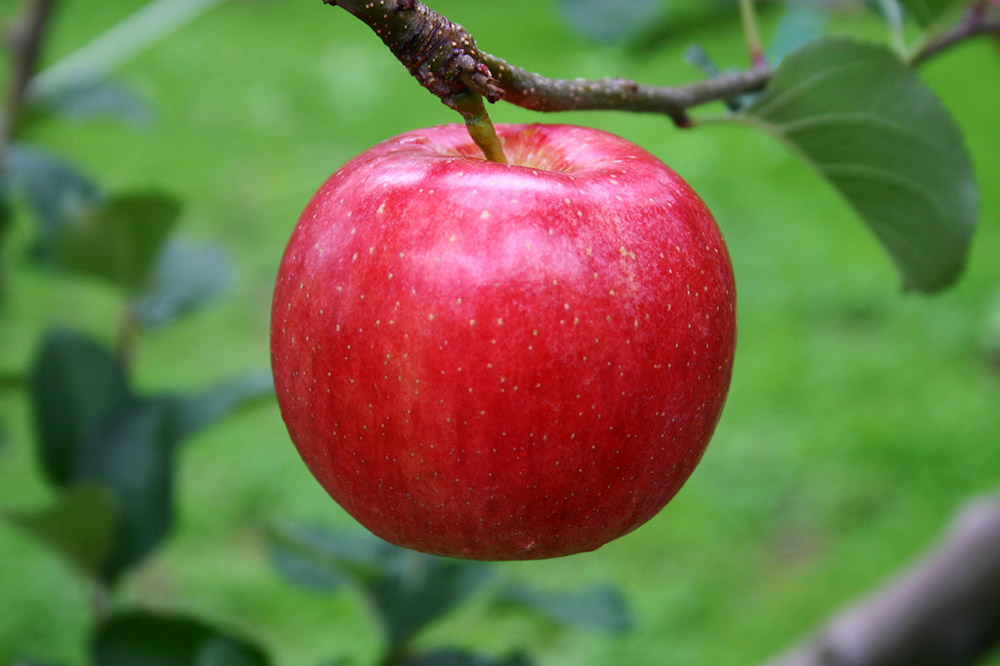 蠑俶棡繧ェ繝ェ繧ク繝翫Ν蜩∫ィョ繧キ繝シ繝峨Ν 2遞ョ鬘槭そ繝繝 500mlテ2譛ャ