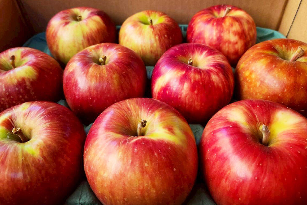 【寄附金額見直しました】【26年9月発送】りんご サンつがる【訳あり】家庭用 約5kg [青森産 りんご サンつがる アップル 林檎 リンゴ 果物 果実 美味 青森県 弘前市]