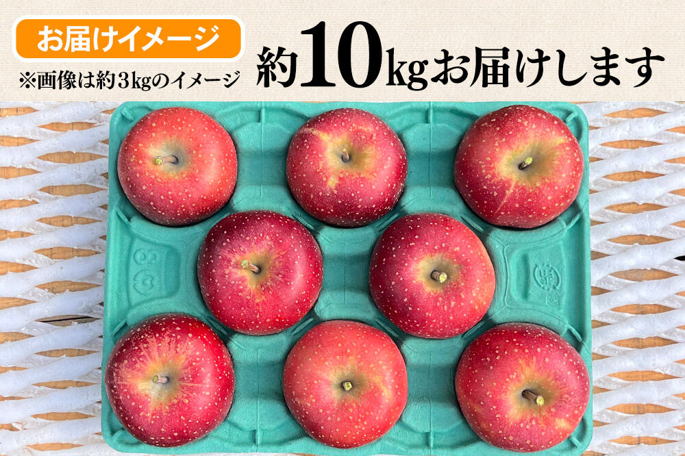 【26年10月下旬〜発送】りんご 千雪 約10kg カワムラファーム【贈答用】青森 果物 フルーツ 林檎 リンゴ くだもの [先行受付 アップル おいしい ちゆき お歳暮 お中元 ギフト プレゼント 果実 果物 赤色 贈り物 美味 林檎 弘前市]