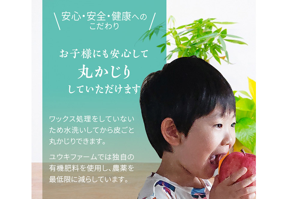 【26年1月〜発送】りんご 【 数量限定 】雪完熟りんご 最高等級 糖度13度以上 「特選」弘前市産 サンふじ 約 2kg 5個入り