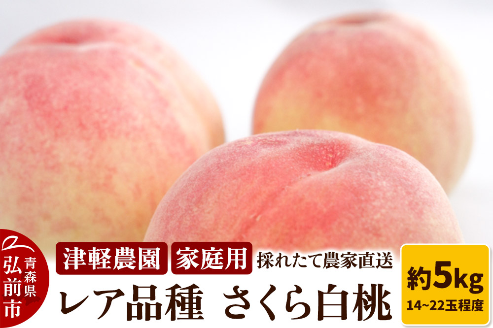 【26年9月発送】もも【2026年産 レア品種 さくら白桃】家庭用 約5kg 14〜22玉程度 津軽農園 採れたて 農家直送