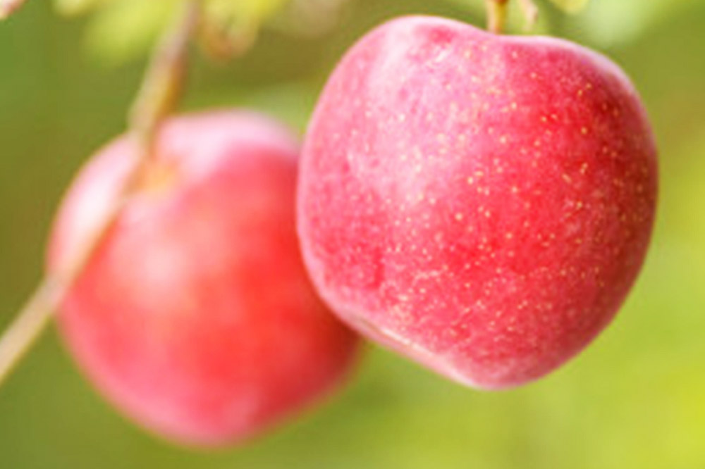 ã25幎11æçºéãããã å¹³åç³åºŠ13床以äžïŒ æ©çãµã çŽ5kg ãããŠãªãçš éæ£® æç© ãã«ãŒã ææª ãªã³ãŽ ãã ãã®