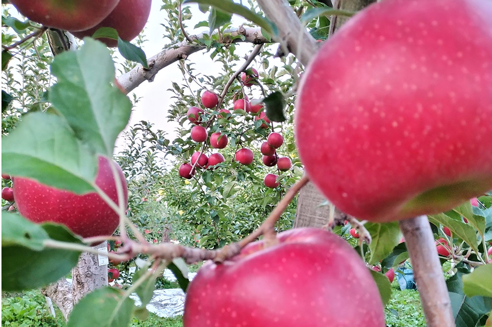 【25年12月発送】りんご【家庭用】サンふじ 約3kg