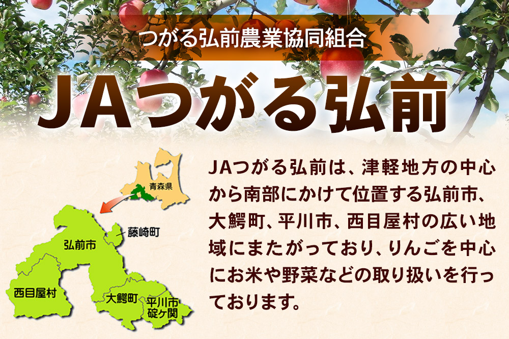 【26年2月発送】りんご 贈答規格 サンふじ 約 3kg（9〜12玉程度）