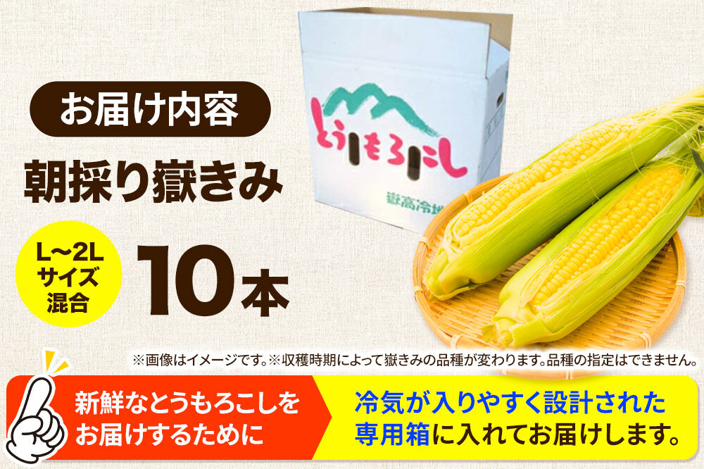 【26年7月〜発送】とうもろこし 朝採り 嶽きみ（だけきみ） 10本 L〜2Lサイズ 冷蔵 青森県 弘前市 [とうもろこし 朝採り 嶽きみ だけきみ 冷蔵 高糖度]