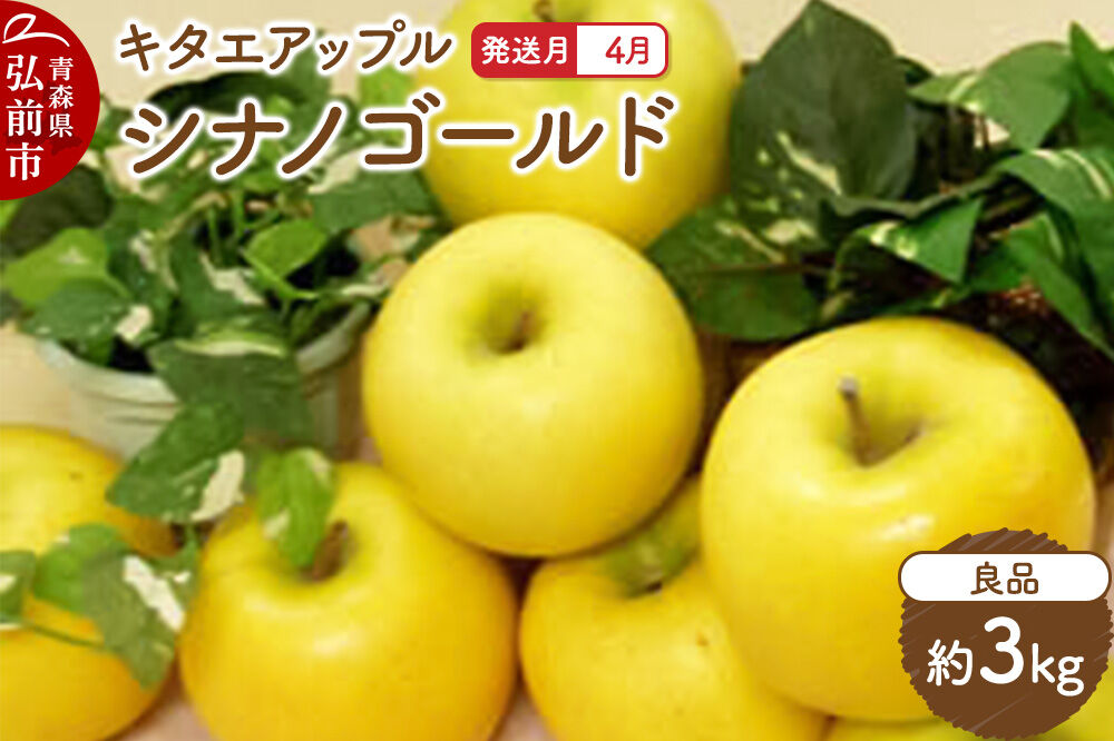【26年4月クール便発送】りんご シナノゴールド【良品】約3kg【CA貯蔵】キタエアップル [贈答 贈り物 アップル 産地直送 青森県 弘前市 詰め合わせ セット 果物 フルーツ 林檎 リンゴ くだもの]