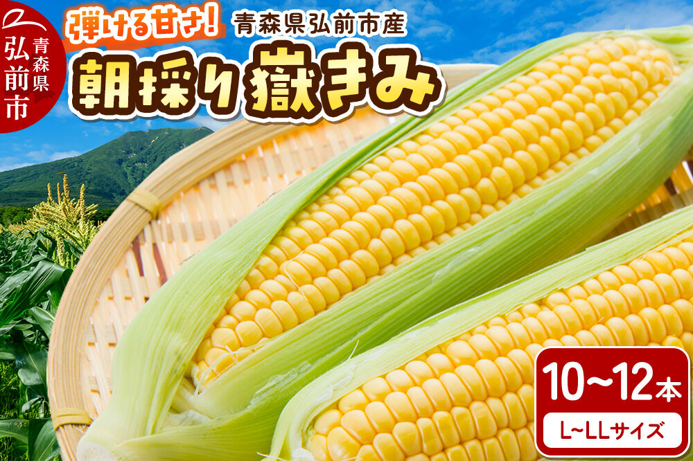 【26年9月上旬クール便発送】とうもろこし 朝採り 嶽きみ（だけきみ）10本〜12本入り L〜LLサイズ 青森県 弘前市 [とうもろこし トウモロコシ 嶽きみ 産直 農家 朝採り クール便 甘い 大きい]