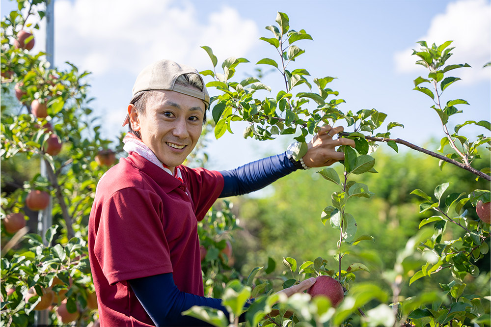 りんご 權之丞 葉とらずりんご コスモふじ 家庭用約5kg【弘前市産・青森りんご】