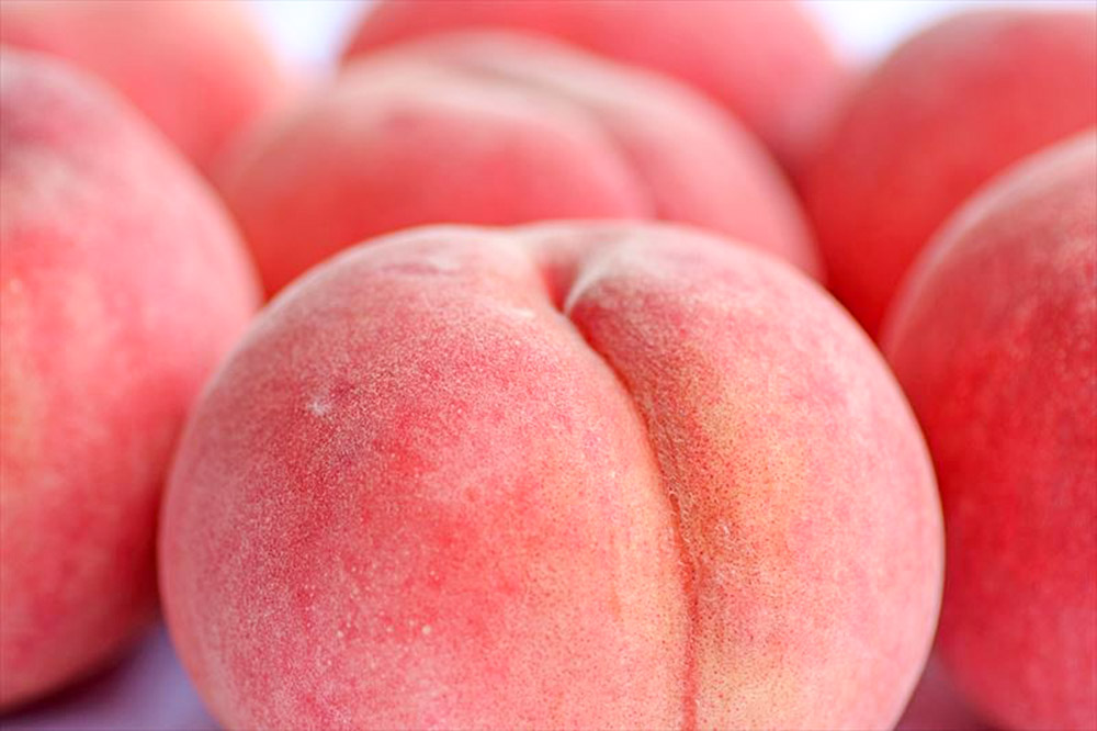 【26年8月発送】もも【2026年産 桃の王様 川中島】家庭用 約1.5kg 5玉程度 津軽農園 採れたて 農家直送