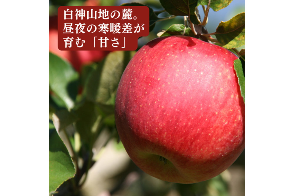 ã25幎11æãçºéãããã ç³åºŠ14åºŠä»¥äž ã é£éЬãµã ãïŒãµã³ãµãïŒçŽ 2.5kg