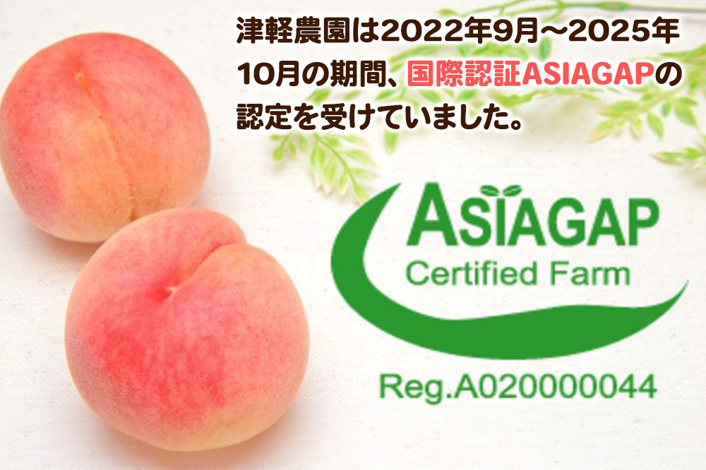 【26年9月発送】もも【2026年産 レア品種 さくら白桃】家庭用 約3kg 8〜14玉程度 津軽農園 採れたて 農家直送