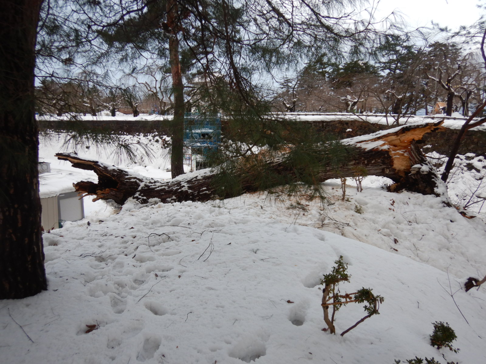 令和8年1月豪雪災害