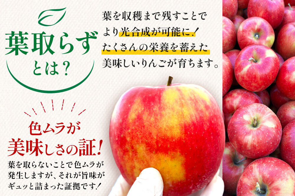 【26年11月下旬〜発送】りんご 葉とらず サンふじ【訳あり】約3kg【先行受付】カワムラファーム 青森県 弘前市 果物 フルーツ 林檎 リンゴ くだもの 不揃い 規格外 [先行予約 産地直送 アップル おいしい 果実 美味 甘い 赤色]
