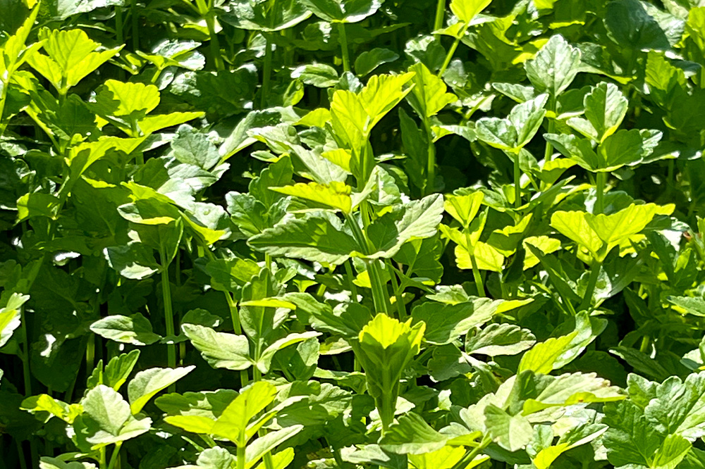 【寄附金額見直しました】野菜 一町田せり 約520g（約130g×4束）せり 七草