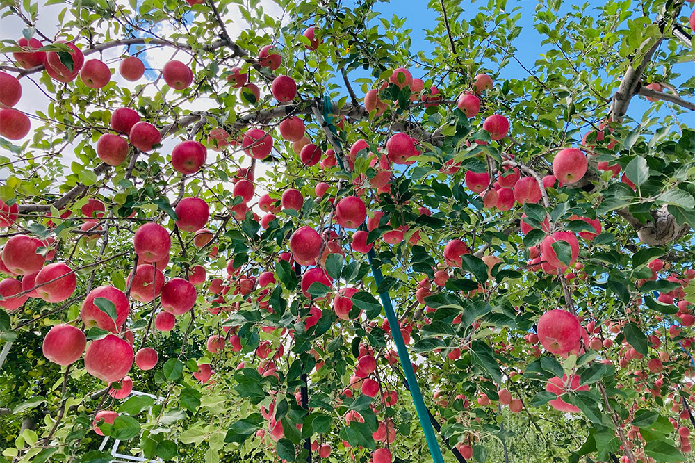【寄附金額見直しました】【26年3月発送】りんご 贈答用 サンふじ 約3kg 林檎 リンゴ 果物 くだもの フルーツ 青森