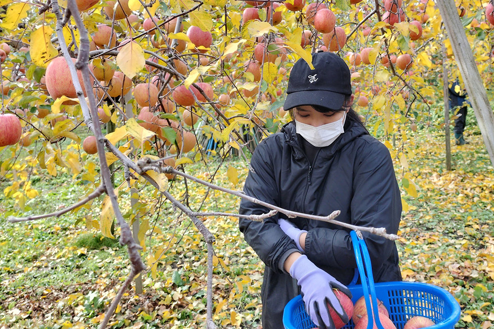 【25年12月発送】りんご【家庭用】サンふじ 約3kg