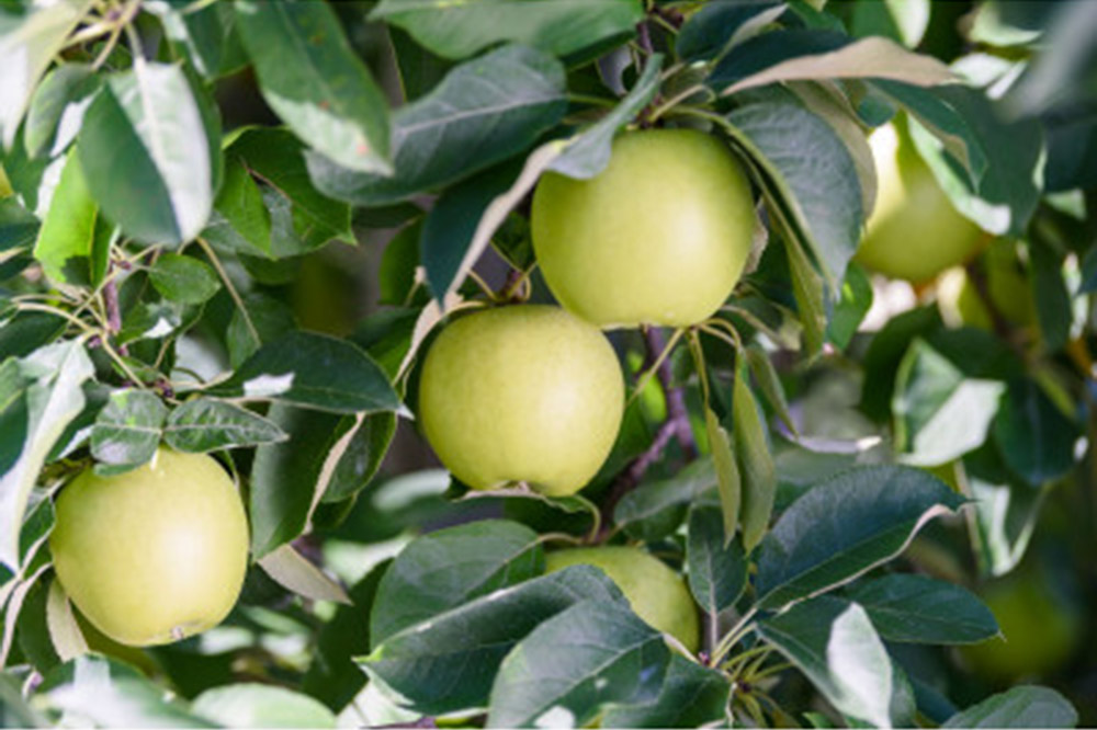 【26年1月発送】りんご 平均糖度13度以上！ 王林 約5kg おもてなし用 青森 果物 フルーツ 林檎 リンゴ くだもの