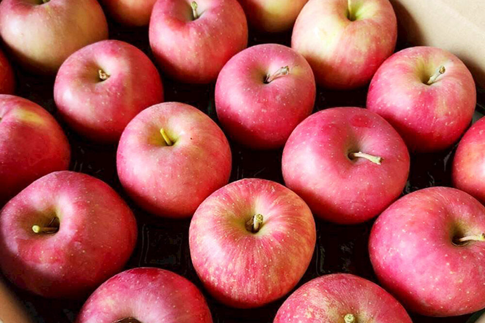 【寄附金額見直しました】【26年10月発送】りんご 早生ふじ【訳あり】家庭用 約5kg [青森産 りんご 早生ふじ アップル 林檎 リンゴ 果物 果実 美味 青森県 弘前市]