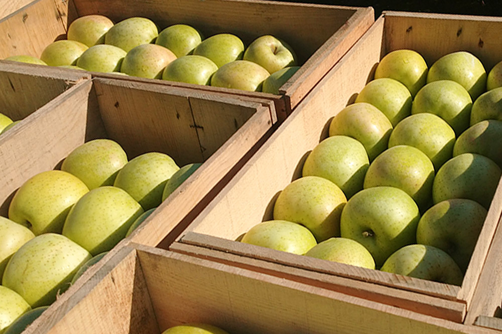 ããã å®¶åºç𠿬ã®ãªã³ãŽè©°ãåãã çŽ5kg ç³åºŠ13床以äž