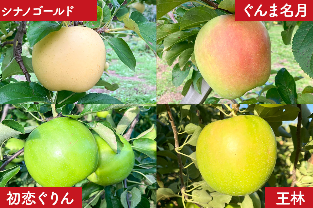 りんご 訳あり りんご 品種おまかせ詰め合わせ 約 5kg（16〜20玉程度）前田りんご園 青森 果物 フルーツ 林檎 リンゴ くだもの 不揃い 規格外 予約