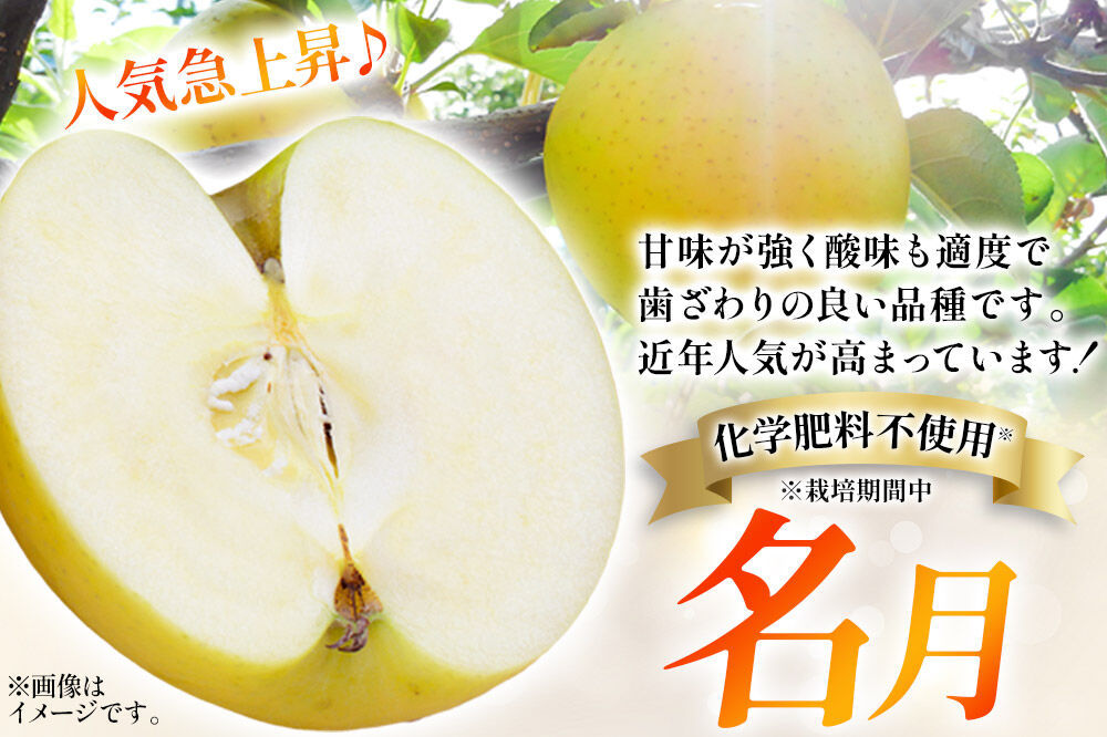 【26年10月下旬〜発送】りんご 名月【贈答用】約3kg【先行受付】カワムラファーム 青森県 弘前市 果物 フルーツ 林檎 リンゴ くだもの ギフト 贈り物 [先行予約 産地直送 アップル おいしい 果実 美味 甘い 黄色]