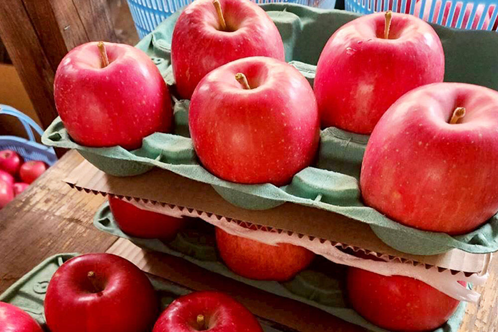 【寄附金額見直しました】【26年10月発送】りんご 早生ふじ【訳あり】家庭用 約5kg [青森産 りんご 早生ふじ アップル 林檎 リンゴ 果物 果実 美味 青森県 弘前市]