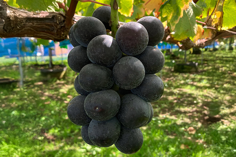 【26年9月〜発送】 【訳あり】 藤稔 1kg【先行受付】 ぶどう フルーツ 果物 ブドウ 葡萄 グレープ くだもの 産地直送