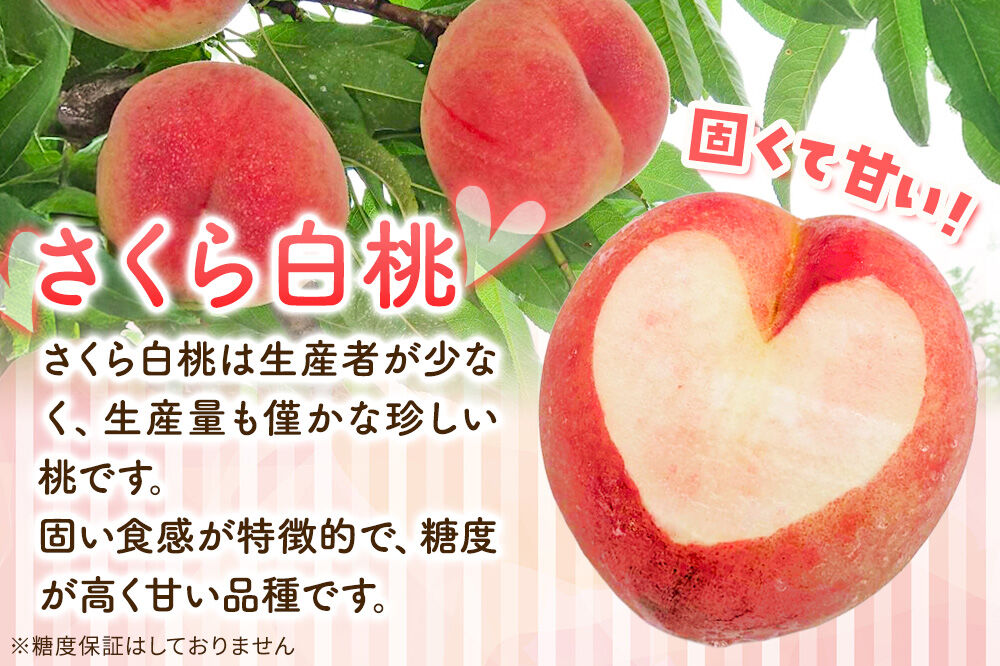 【26年9月発送】もも レア品種 さくら白桃【特選】約2.5kg 6玉〜7玉入り [青森産 白桃 桃 もも ピーチ フルーツ 果実 果物 美味 おいしい 青森県 弘前市 ME BEYOND]