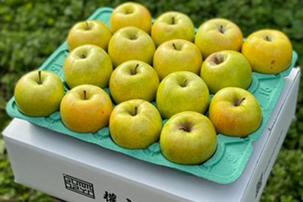 【26年11月発送】りんご 王林【贈答用】約5kg 權之丞 青森りんご 先行受付 青森県 弘前市 果物 フルーツ 林檎 リンゴ くだもの ギフト 贈り物 [先行予約 産地直送 弘前市産 アップル おいしい 果実 美味 甘い 黄色]