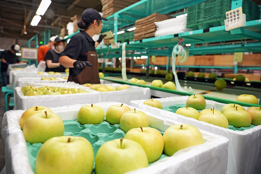 ã25幎11æçºéãããã å¹³åç³åºŠ13床以äžïŒ ãã çŽ5kg èš³ãã 鿣® æç© ãã«ãŒã ææª ãªã³ãŽ ãã ãã® äžæã èŠæ Œå€