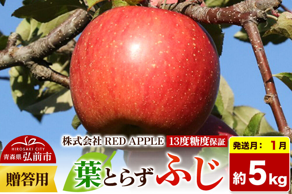 【27年1月発送】りんご 13度糖度保証【贈答用】葉とらずふじ 約5kg 先行受付 [アップル おいしい お歳暮 お中元 ギフト ふじ プレゼント りんご 果実 果物 赤色 贈り物 贈答用 糖度 美味 葉っぱ 葉とらず 林檎]