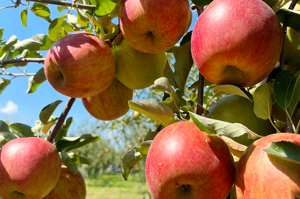 ãåå26幎1æçºéããå®æäŸ¿6ã¶æãããããžã¥ãŒã¹ ãµã 1LÃ6æ¬ èš6Lãå°ããªSDGs ã©ãã«ã¬ã¹ ã ç¡æ·»å ã¹ãã¬ãŒãææ±100ïŒ
ïŒ éæ£®çç¹å¥æ œå¹èŸ²ç£ç©èªèšŒèŸ²å