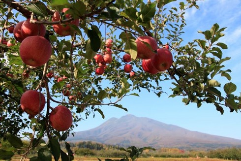 日本一の「りんご」応援コース