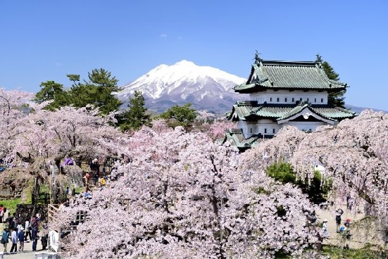 日本一の「さくら」応援コース
