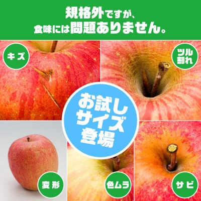 訳ありりんご「早生ふじ」に、お試しサイズ3kgが登場!!【配送不可地域：離島】【1748542】