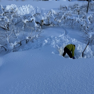 èµåºãæ¥ããããèãšãããµã³ãµããå°çãçŽ3ãã(13åååŸå
¥)ãå®ã硬ãã§é£æè¯å¥œãé
éäžå¯å°åïŒé¢å³¶ãã1721055ã