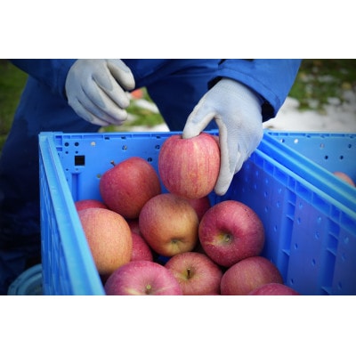 【26年2月〜3月発送予定】糖度13度以上保証!サンふじ約3kg(6〜18玉) 訳あり【配送不可地域：離島・沖縄県】【1682756】