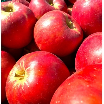 【27年4月より順次発送】青森県産りんご 紅玉 約10kg 訳あり  クール便【配送不可地域：離島・沖縄県】【1611868】