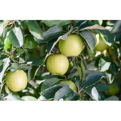 【26年5月より順次発送】平均糖度13度以上! 王林 約5kg 訳あり  クール便【配送不可地域：離島・沖縄県】【1611823】