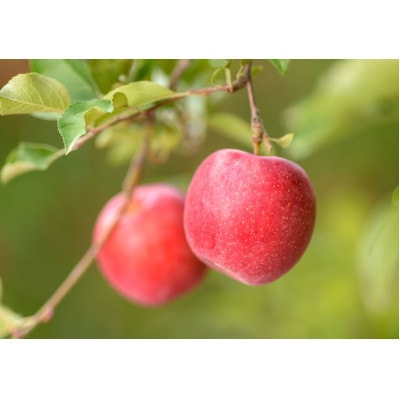 【25年10月より順次発送】平均糖度12度以上! 早生ふじ 約10kg おもてなし用【配送不可地域：沖縄県】【1611787】